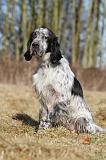 SETTER ANGLAIS 043